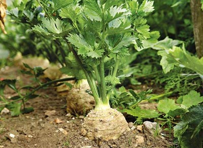 kartinka